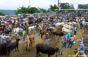 Viehversteigerung auf Markt in Ecuador