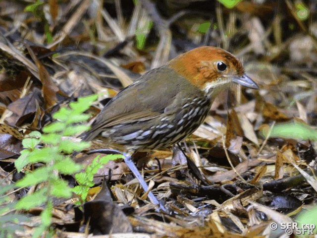Chestnut crowned antpitta