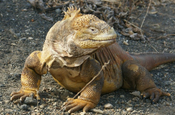 Conolophus subcristatus Drusenkopf Galapagos