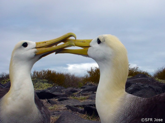 Albatros Phoebastria irrorata schnabelnd Insel Espanola Galapagos