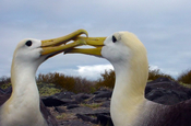 Albatros Phoebastria irrorata schnabelnd Insel Espanola Galapagos