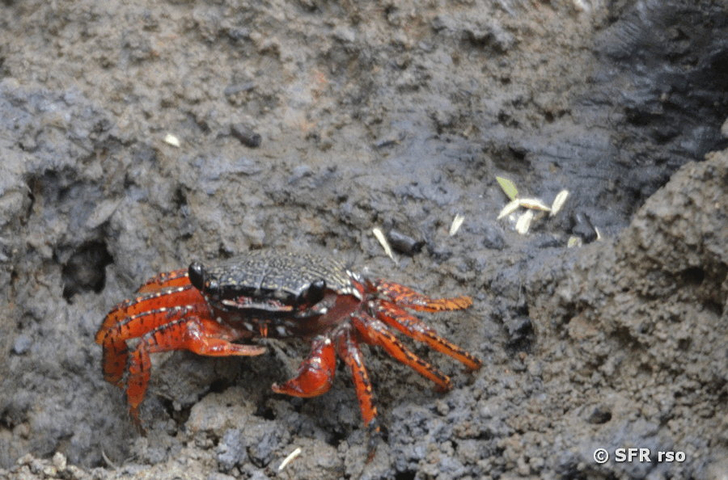 Krabbe Isla Corazon in Ecuador