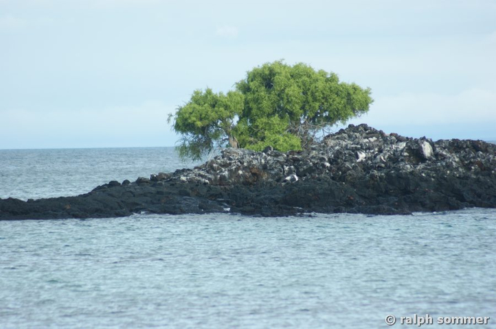 Mancinellenbaum am Bachas Beach, Galapagos