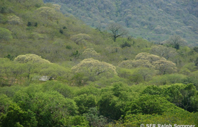Trockenwald nach Regenzeit Nationalpark Machalilla Ecuador
