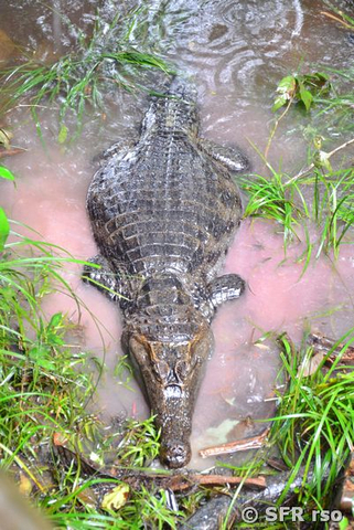 Caiman Crocodilus in Ecuador