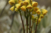 Gelbe Blumen im Nationalpark El Angel in Ecuador