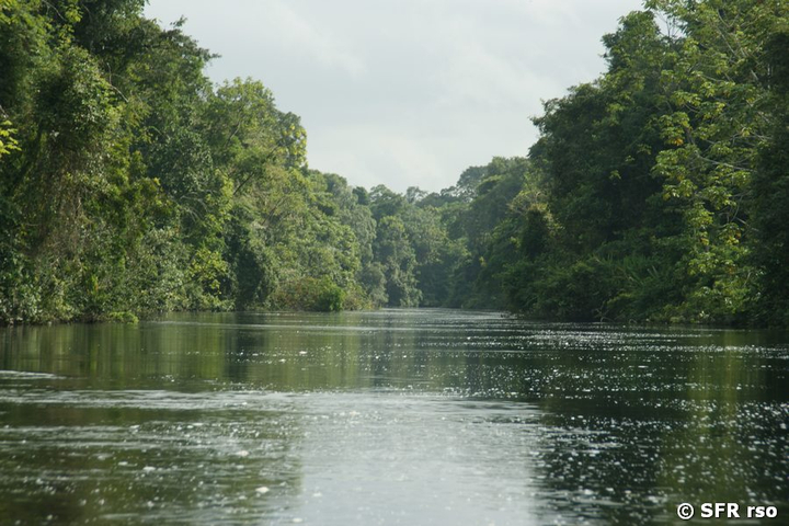 Río Lagarto im Urwald Ecuador