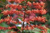 Losbaumblüte (Clerodendrum paniculatum) in Ecuador