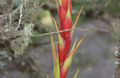 Pitcairnia maidifolia in Ecuador