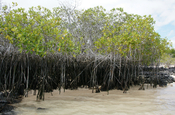 Rote Mangroven San Cristobal Galapagos