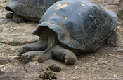 Sattelschildkröte in der Charles Darwin Station, Galapagos