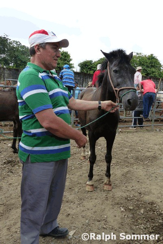 Pferdverkäufer in Pepito, Ecuador