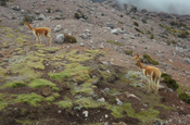 Vicuñas in der Steinwüste des Chimborazo in Ecuador