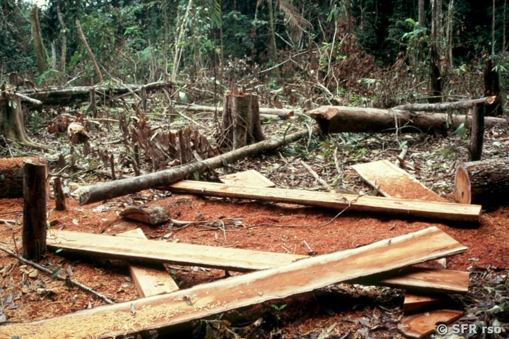 Abholzung im Stammesgebiet der Huoarani, Ecuador