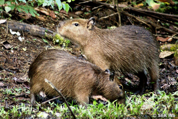Capybara Hydrochoerus Hydrochaeris in Ecuador