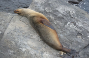 Seelöwe Zalophus wollebaeki auf Felsen schlafend Galapagos