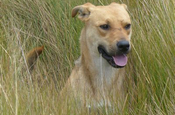 Hirtenhund im Itchu Gras am Antisana 