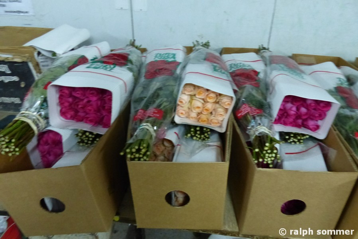 Verschiedene, verpackte Rosensorten in Ecuador