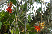 Bromelien Aechmea Tessmannii im Nationalpark Yasuni in Ecuador