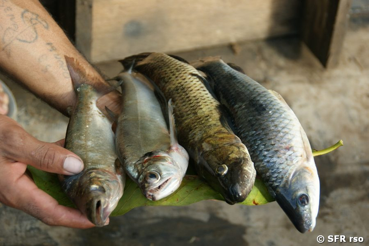 Fische diverse geangelt Rio Napo in Ecuador