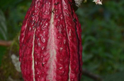 Kakaofrucht reif in Ecuador