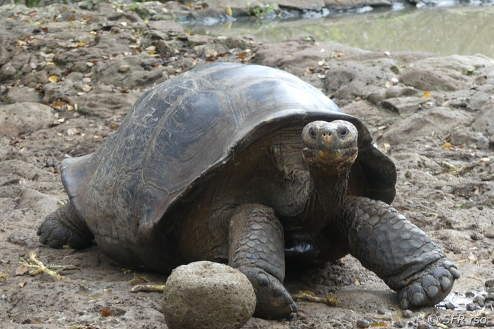 Riesenschildkröten Aufzucht im Informationszentrum von San Cristóbal, Galapagos