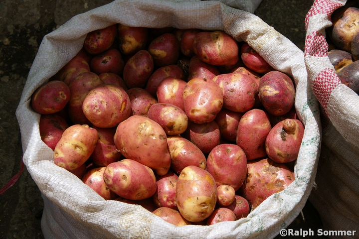 Rote Kartoffeln in Ecuador