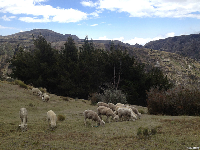 Schafe in der Nähe der Lagune Quilotoa in Ecuador