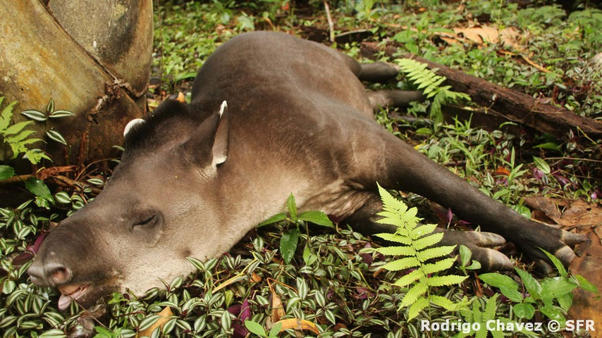 Tapir Juvenil ruhend in Ecuador