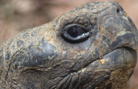 Schildkroete-Kopf-Galapagos