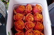 Ausgewählte, verpackte Rosen in Ecuador