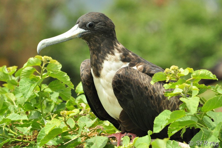 Fregattvogel weiblich sitzend in Ecuador
