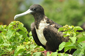 Fregattvogel weiblich sitzend in Ecuador