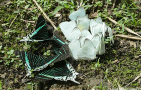 gruene-undweisse-Schmetterlinge