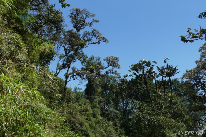 Bergnebelwald Mindo Ecuador