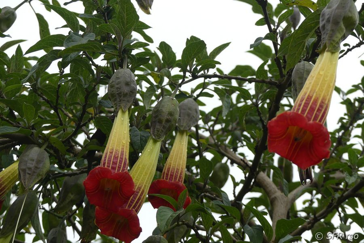 Engelstrompete Brugmansia Sanguinea im Reservat Yanacocha Ecuador