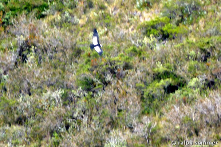 Kondor im Flug in Ecuador