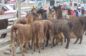 Lama Tiermarkt in Calpi in Ecuador 