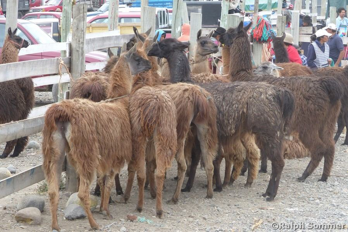 Lama Tiermarkt in Calpi in Ecuador 