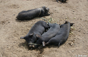 Schweine Markt Saquisili, Ecuador