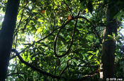 Urwaldblätterdach in Ecuador