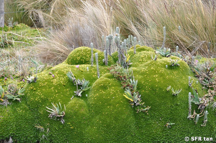Azorella Polsterpflanze Antisana in Ecuador