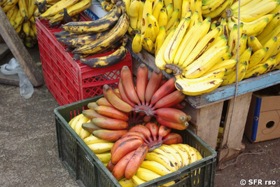 Bananenverkauf in Ecuador