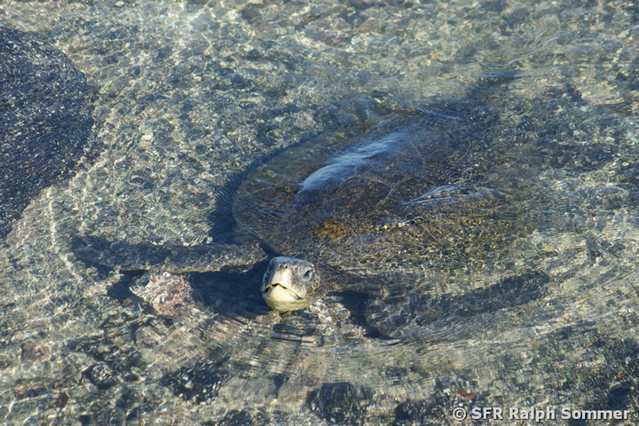 Karettschildkröte echt Eretmochelys imbricata Galapagos