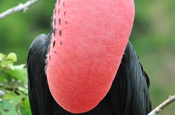 Fregattvogel roter Kehlsack in Ecuador