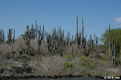 Säulenkaktus Kandelaberkaktus Jasminocereus thouarsii Galapagos
