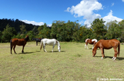Pferde Hacienda el Cucayo Rumipamba in Ecuador