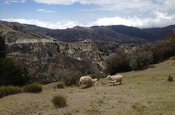 Schafe am Quilotoa-Kratersee in Ecuador