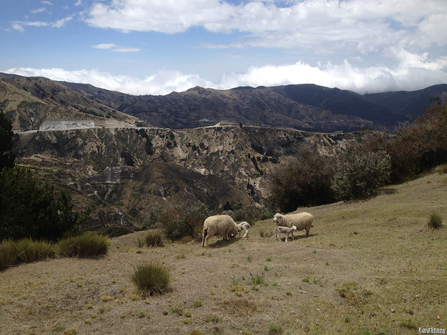 Schafe am Quilotoa-Kratersee in Ecuador