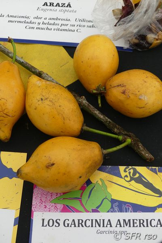 Araza Garcinia spp. in Ecuador